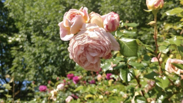 Stroll Through The Rose Garden In Idaho's Julia Davis Park