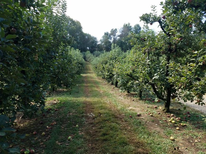 Hillcrest Orchards In Georgia Has U-Pick Apples And Corn Mazes