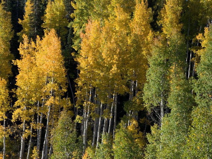 Visit Stokes Nature Center In Logan Canyon, Utah This Fall