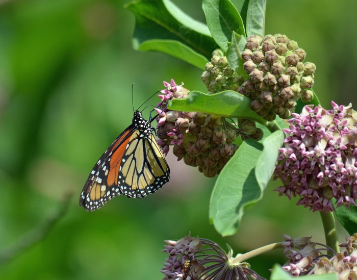 A Butterfly Migration Is Bringing Thousands Of Monarchs To New Jersey ...