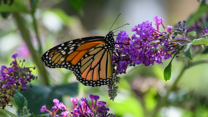 The Monarch Butterfly Migration Will Go Right Through Northern California
