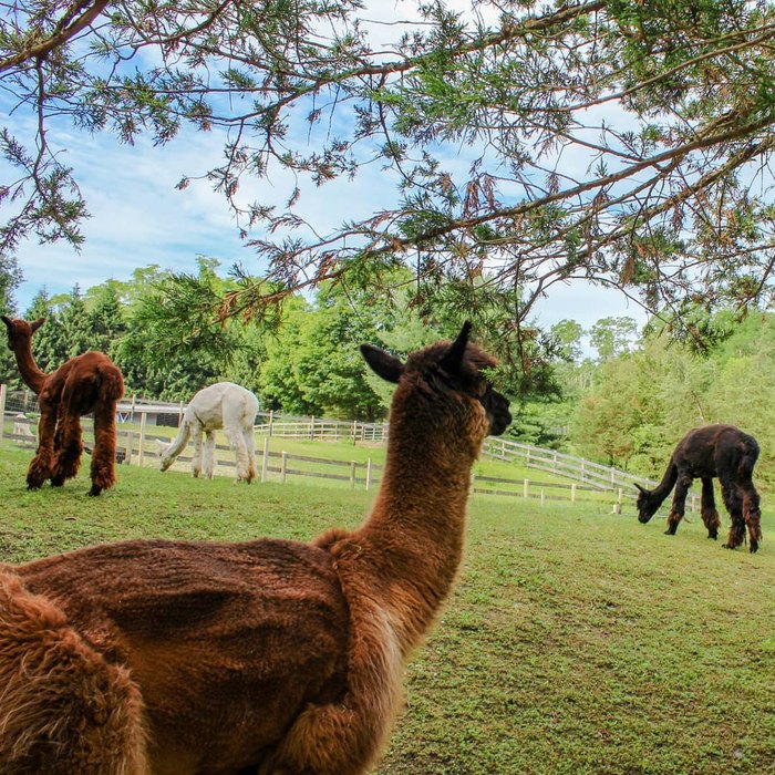 guided lilymoore alpaca farm tour