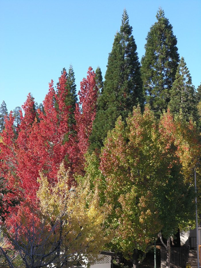 take-a-scenic-fall-foliage-drive-in-southern-california