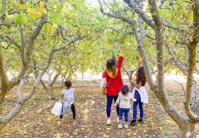 Pick Your Own Apples At Riley's Farm In Southern California