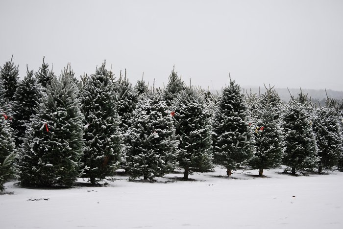 The Christmas Tree Trail In New Hampshire Is A Winter Must-Do