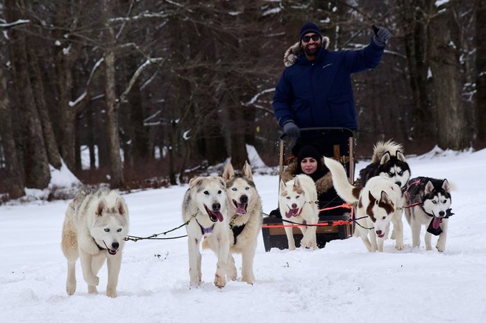 arctic paws dog sled tours photos