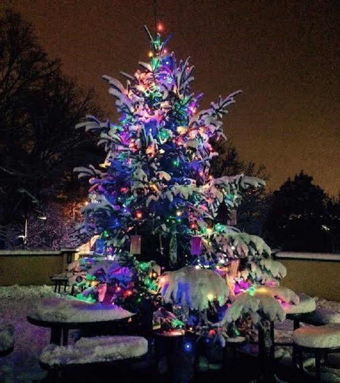Enjoy The Holiday Lights Display In Wisconsin At Henry Vilas Zoo