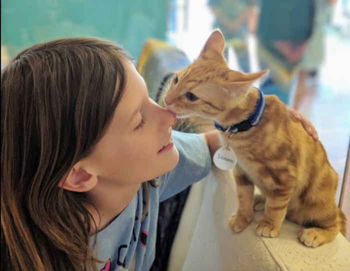 The First Cat Cafe in Orange County Lands in Laguna Beach This Summer -  Eater LA