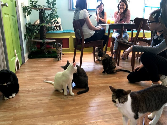 Houston Cat Café