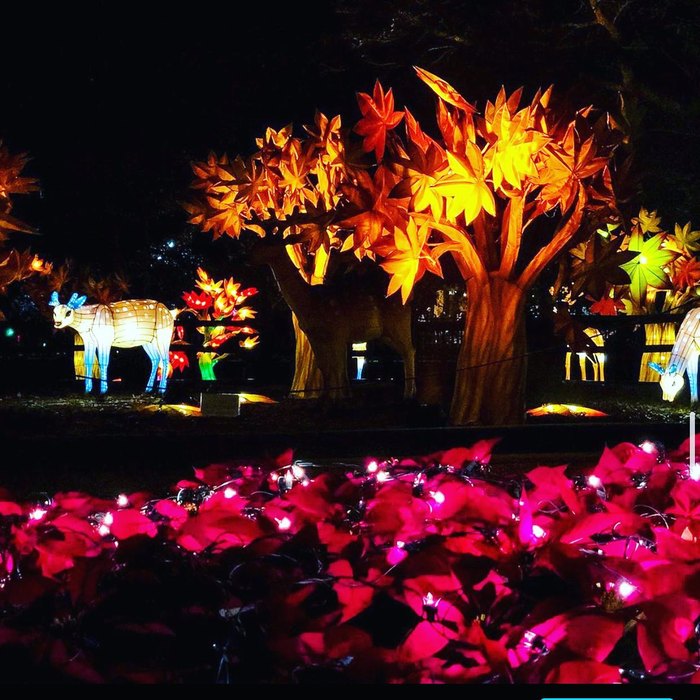Christmas at Hattiesburg Zoo Brings Lovely Lights To Mississippi