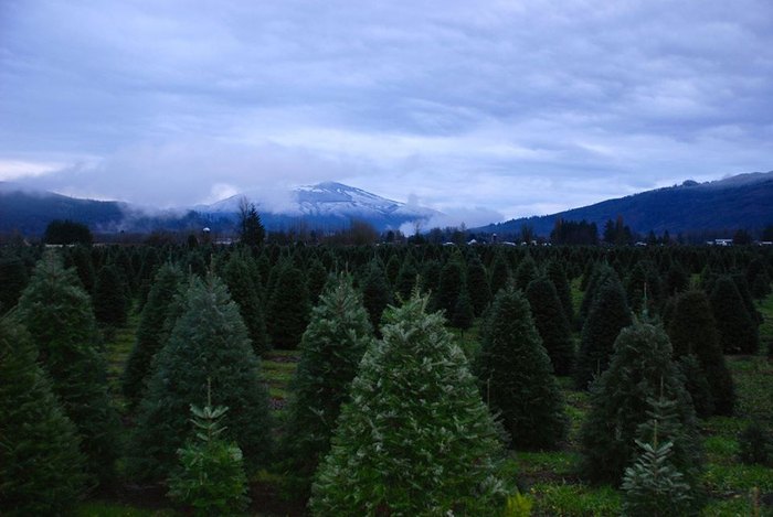 Visit Alpine Meadows Christmas Tree Farm In Washington