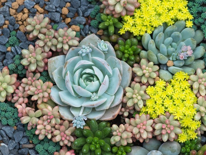 Build Your Own Succulent Garden At Cactus & Tropicals In Utah