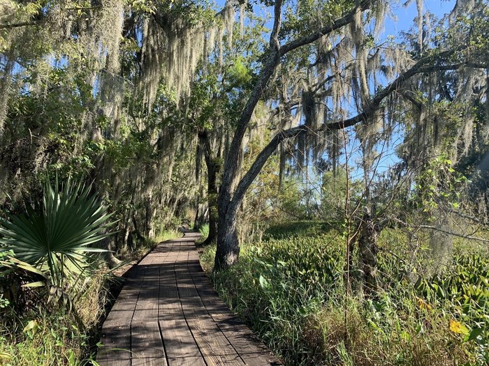 The Palmetto Trail Near New Orleans Takes You Through An Enchanting Swamp