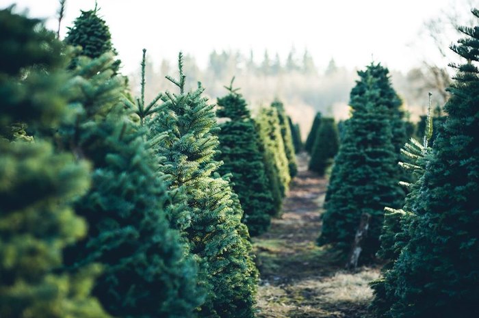 Visit Alpine Meadows Christmas Tree Farm In Washington