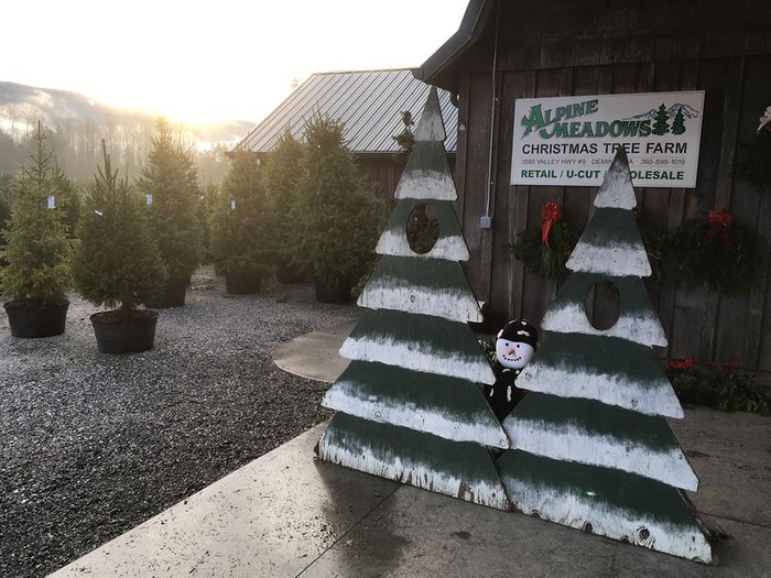 Visit Alpine Meadows Christmas Tree Farm In Washington