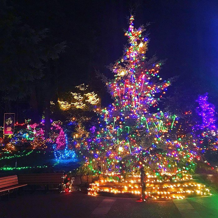 You'll Be Surrounded By Twinklin Lights At The Grotto In Portland