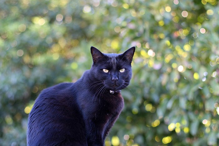 Look For A Little Cat At This Haunted Train Station Near Pittsburgh