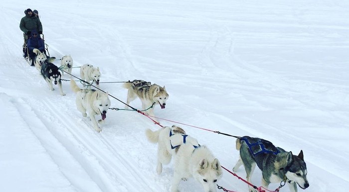 Take A Dog Sled Tour In Nevada With Sierra Adventures