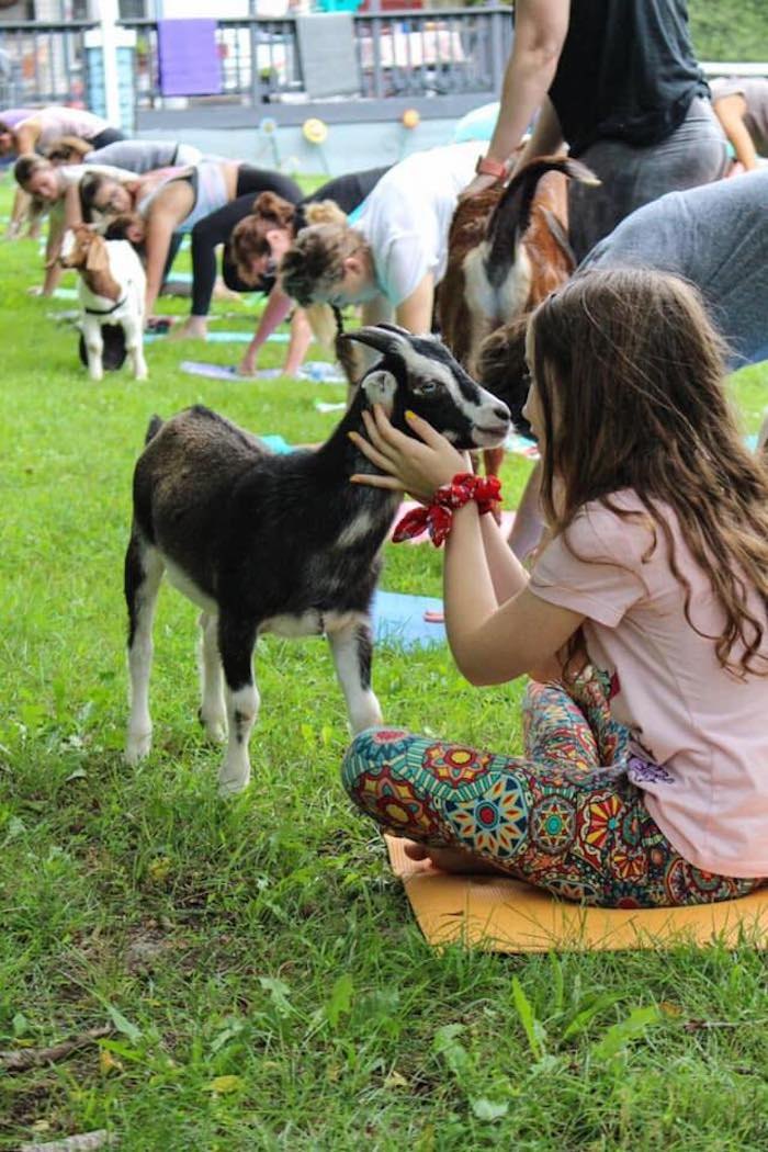 Goat Yoga Gift Card — Shepherd's Rest Rescue