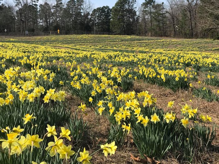 The Wye Mountain Daffodil Festival In Arkansas Is A Tradition