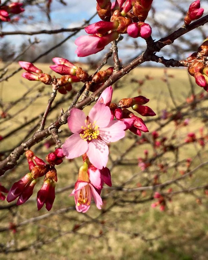Celebrate Spring At This Cherry Blossom Festival In Missouri