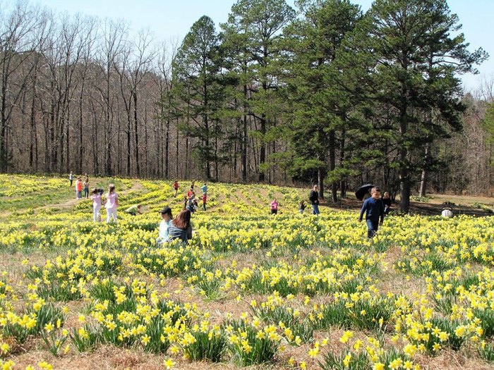daffodil festival in Arkansas