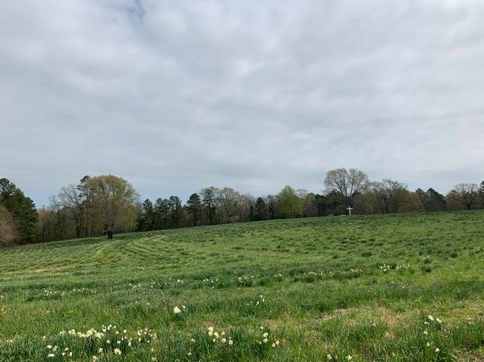 The Wye Mountain Daffodil Festival In Arkansas Is A Tradition