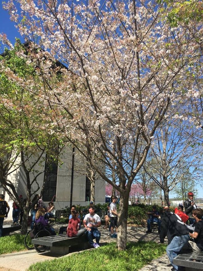 The Nashville Cherry Blossom Festival Will Have Hundreds Of Trees In