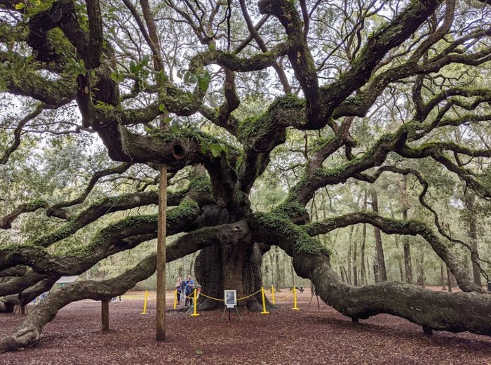 Visit The 400 Year Old Angel Oak Tree In Charleston South Carolina