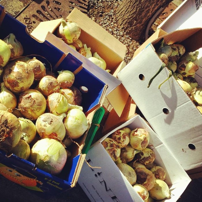 The Walla Walla Sweet Onion Festival In Washington Is Back