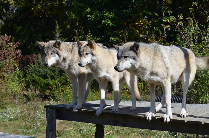 Meet Wolf Hybrids At This Rescue Farm In New Jersey