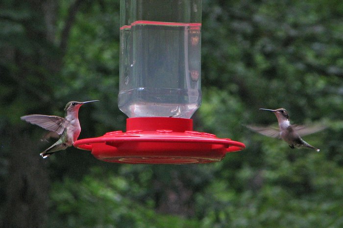 Wondering When Hummingbirds Will Arrive In Minnesota?