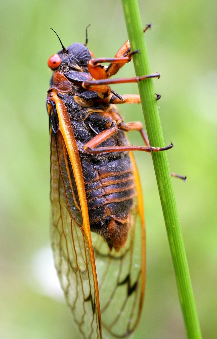 Millions Of Cicadas Are Expected To Emerge In Parts Of North Carolina