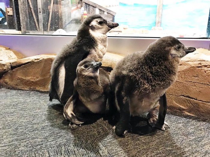 The Aquarium In New Jersey That's Live Streaming Penguins For Your Enjoyment
