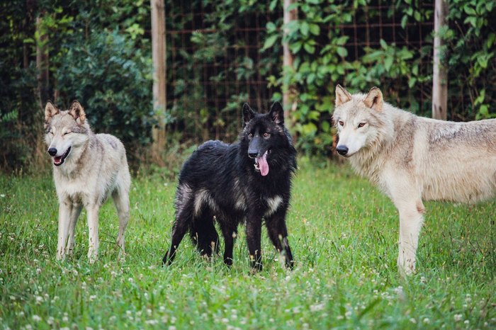 are wolfdogs legal in nj