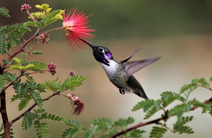 When Will Hummingbirds Arrive In Georgia This Year?