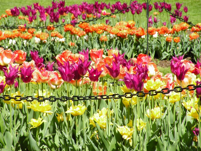 Albany Tulip Festival In New York Is The Best Spring Festival