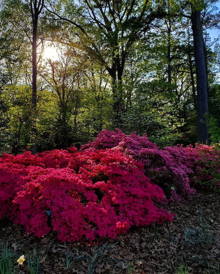 The Norfolk Botanical Garden Showcases Beautiful Azalea Blooms
