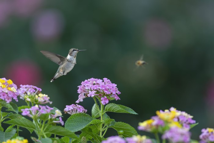 Soon we'll see flowers and the hummingbirds will flit, But right now the  weather every day is totally $#!T. *** #funusualsuspects…