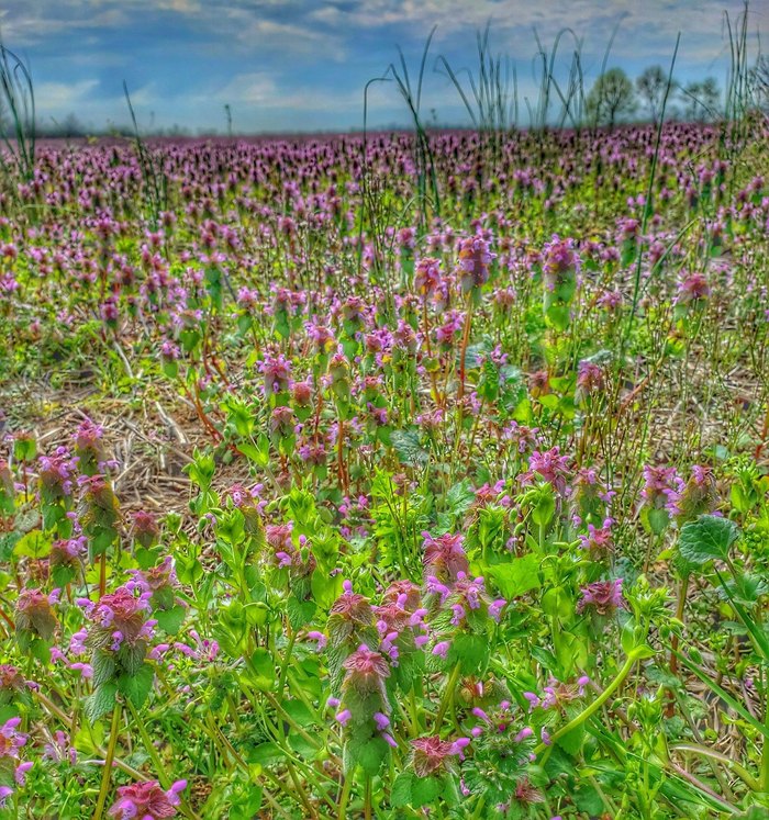 Nine acres added to Penny Lake Preserve