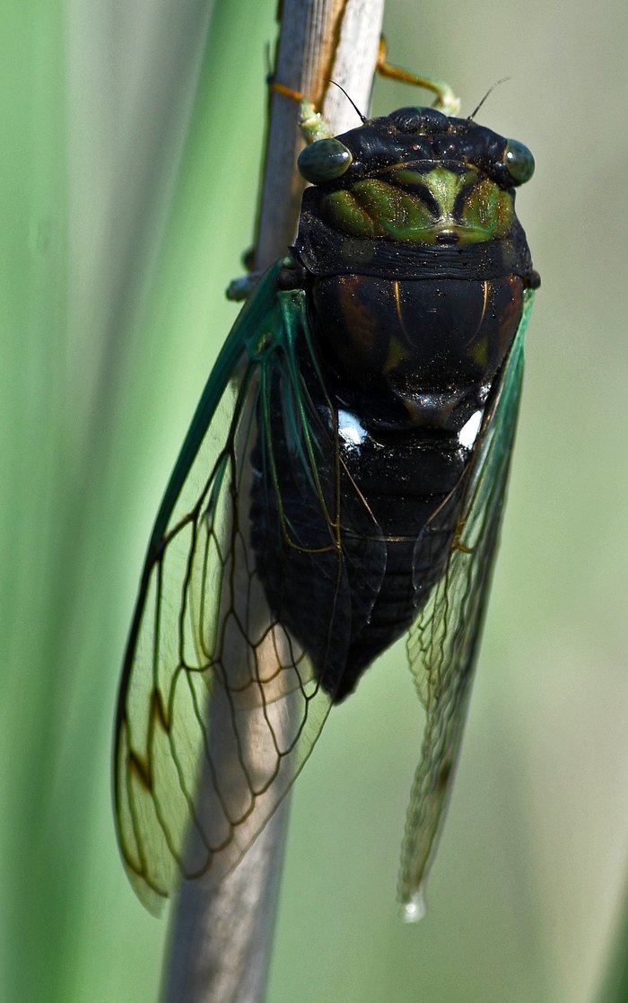 Prepare Your Ears The Sounds Of Cicadas In Florida This Spring