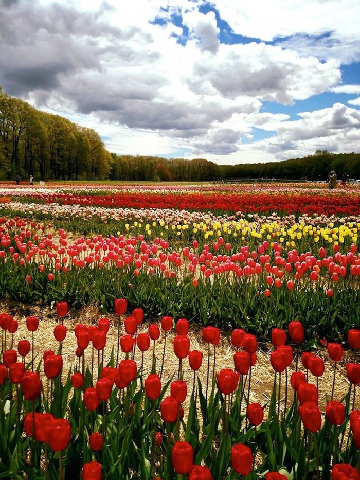 Wicked Tulips Flower Farm In Rhode Island Will Transform This Spring