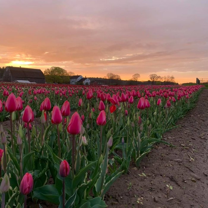 Wicked Tulips Flower Farm In Rhode Island Will Transform This Spring