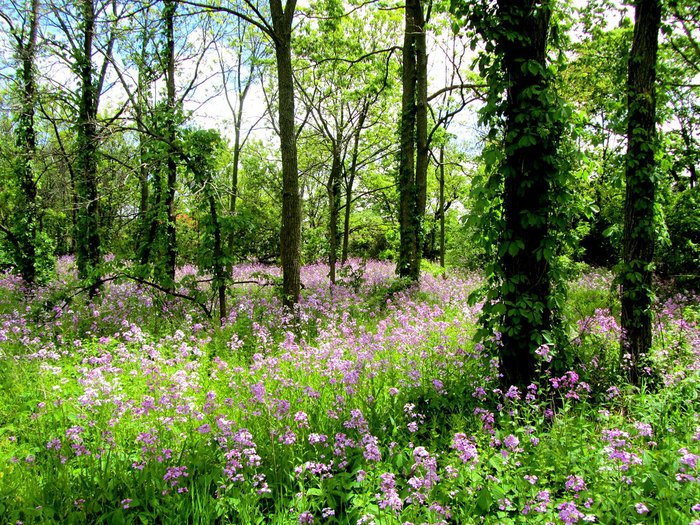 Here Are 13 Beautifully Hopeful Springtime Photos From Michigan