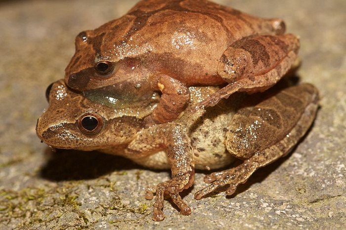 Spring Peepers In Wisconsin Mean Winter Is Ending