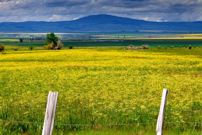 The Canola Blooms In North Idaho Are A