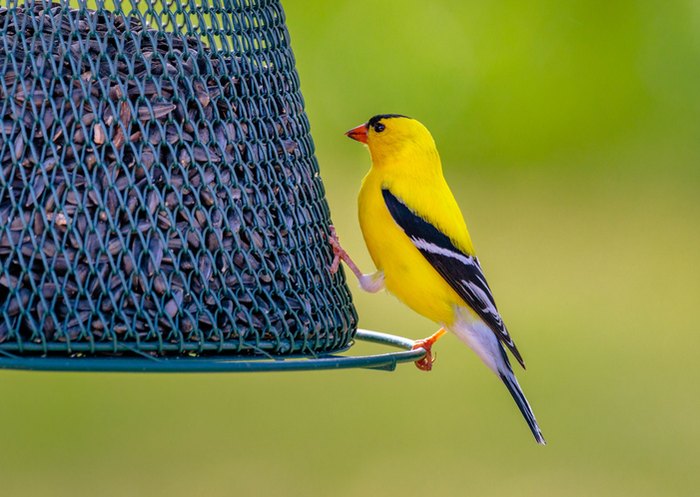 Backyard Birdwatching In Utah: See These 11 Birds Right At Home