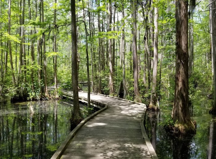 Explore The Unknown At Woods Bay State Park In South Carolina