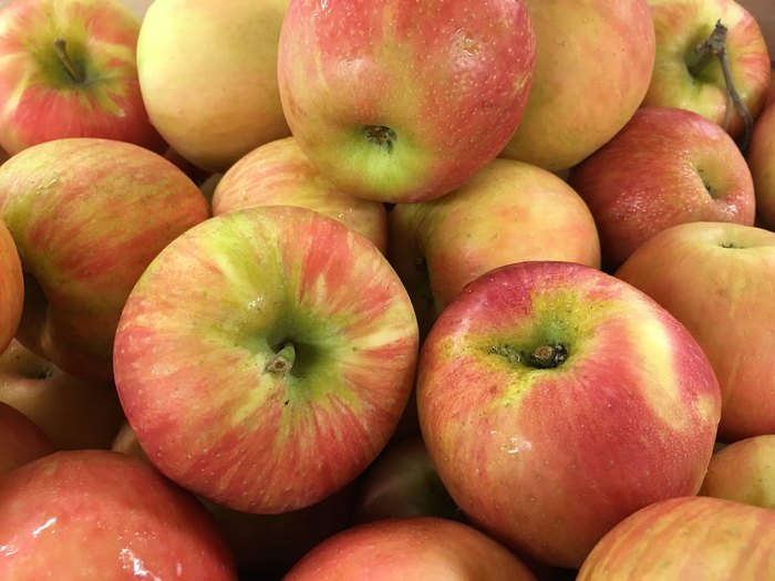 Minnesota Secretary Of State - State Fruit - Honeycrisp Apple