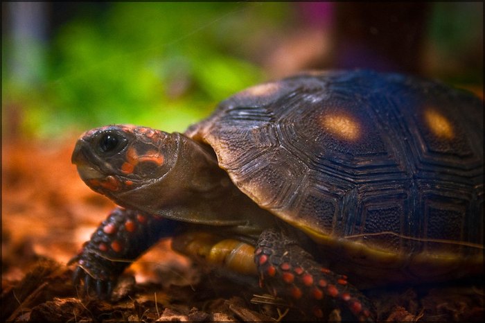 Be Careful Of Turtles On The Road In West Virginia This Spring